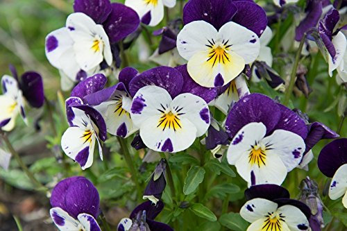 Pansy cornutoJohnny Jump Up; viola cornuto - semi