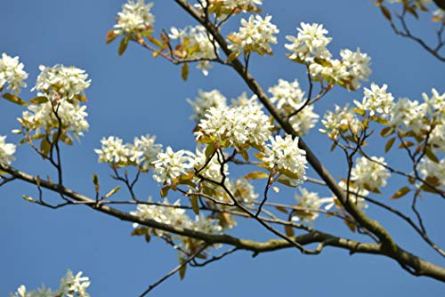 Felsenbirne Amelanchier Ballerina 60-100 cm Heckenpflanze winterhart | essbare Früchte, dekorative Herbstfärbung, Bienenweide, sonnig bis halbschattig, schnittverträglich, ideal für Vorgarten