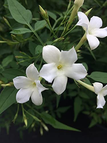 Carbeth Plants 2 x Star Jasmine Officinale in 9cm Pots - Fragrant Blooms