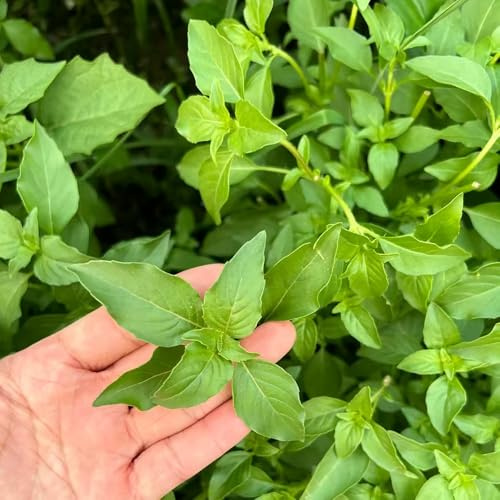 1000samen katzenminze bio - frühlingsblumen gartenkräuter kräutersamen garten pflanzensamen wildkräuter bodendecker winterhart, kübelpflanzen