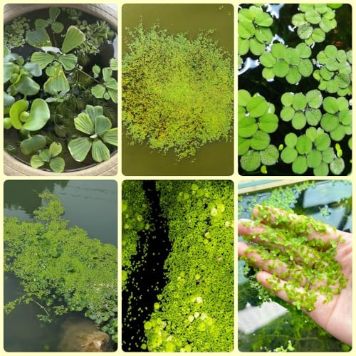 semi di lenticchia d'acqua, d'acquario galleggianti, Lemna minor, rare, stagno acquario di galleggianti regali insoliti acquario 350pcs