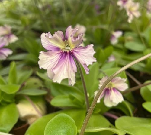 Fangblatt - Pinguicula Gaby - zierliches Fettkraut - fleischfressende Pflanze im Ø 9 cm Topf - Karnivore für Anfänger
