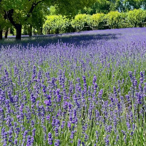 Semi di lavanda resistente - balcone giardino 350pcs
