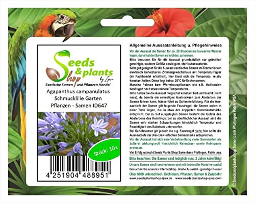 Pezzi - 10x Agapanthus Campanulatus Giglio Blu Giardino Piante - Seme ID647 - Seeds & Plants Shop by Ipsa
