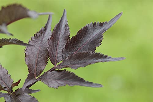 Schwarzer Holunder Sambucus nigra Black Beauty 60-100 cm winterhart | Dunkles Laub, rosa Blüten, Bienenweide, essbare Beeren, schnittverträglich, sonnig bis halbschattig, robust