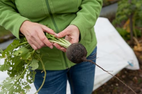 Semi di rafano o ramolaccio Nero Tondo d'Inverno Semina Primavera-Estate, Semi di Ortaggi, Radice Nera Invernale, Black horseradish seeds