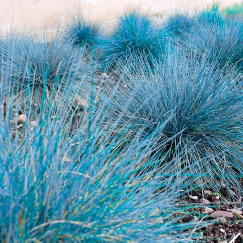 2 Blue Fescue Grass Plants Live, in 4 Pot, Hardy Ornamental Perennial Grass for Garden Borders