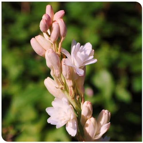 Ideale Garten, Seltene, Schnell-Wachsend, (Winterhart/Stauden/Staude/Mehrjährig), Gartendekoration, 15Tuberose -E