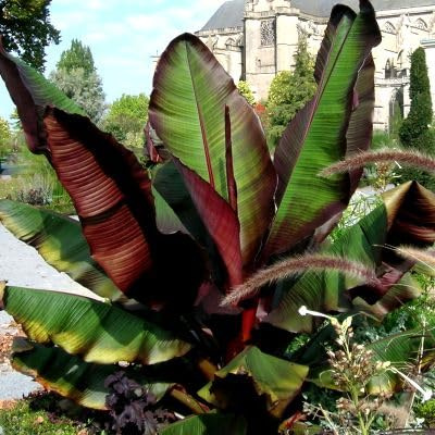 Winterharte Rote Bananenpflanze Musa Basjoo, 1 Pflanze, 40 cm Wuchshöhe, Outdoor-Pflanze, Violette Färbung