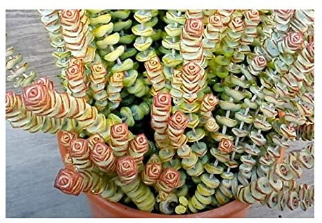 Stk - 10x Crassula rupestris Sukkulente Zimmer Pflanzen - Samen B1037 - Seeds & Plants Shop by Ipsa