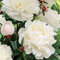 FStening 2 Pezzi Bianco Bulbi Di Peonia Coltiva I Tuoi Fiori Freschi Tuberi Facili Da Mantenere La Bella Decorazione Del Giardino Ha Un Valore Ornamentale