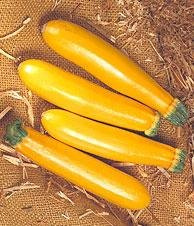 Squash Summer Zucchini Golden 1,000 Seeds