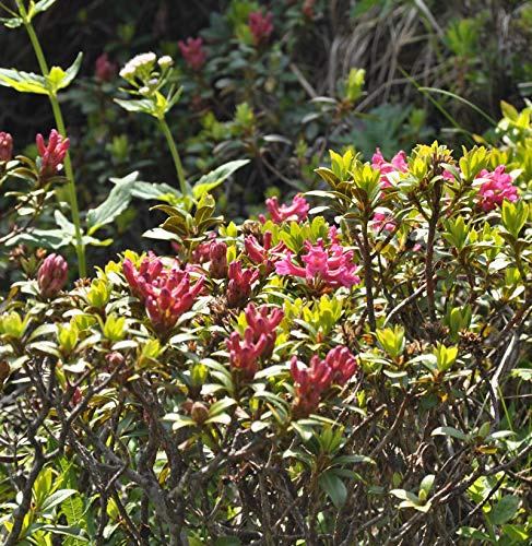 Rostblättrige Alpenrose 10-15cm - Rhododendron ferrugineum - lebende Gartenpflanze aus den Baumschulen