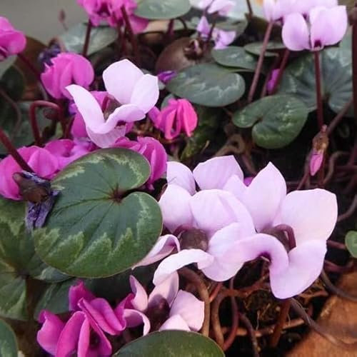 6x Cyclamen de l'Ile de Cos - Cyclamen coum - Godet 9x9cm