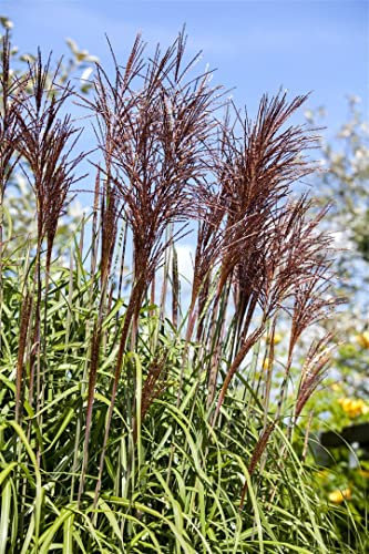 Miscanthus sinensis 'Ghana' – Winterhart, Mehrjährig, Pflegeleicht – Chinaschilf – Ziergras für Garten & Beet