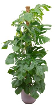Monstera Pertusum XL incluido Jazz Round lila - 140-150cm - Ø26cm - Planta de interior - Conjunto completo - Planta con maceta