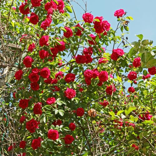 kletterrosen schmetterlingsflieder frühlingsblumen sommerblumen gartensamen büropflanzen dachbegrünung exotische zimmerpflanzen extrem winterharte kübelpflanzen rosensamen indoor 350samen