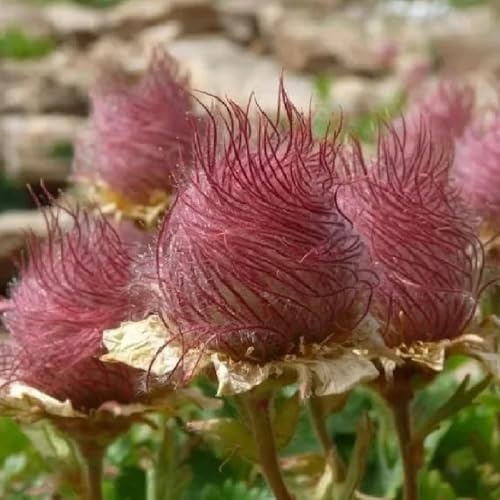 prairie smoke mehrjährig, kräutersamen prairie smoke steingartenpflanzen winterhart gartenblumen kräutergarten küche gartenpflanzenn heilkräuter 125samen