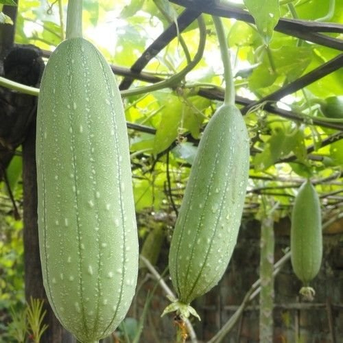 Kürbis Luffa-Schwamm Gemüsesamen (Luffa Cylindrica) 15 + Seeds