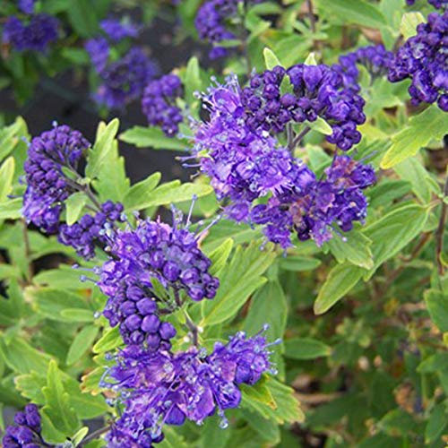 Blauwe Bartblume - Caryopteris Clandonensis - 40-50 cm Topf - Blaue Blüten, attraktiv für Schmetterlinge