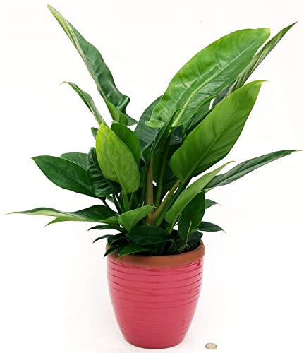 POWERS TO FLOWERS - PHILODENDRON, PHYLODENDRON, MONSTERA IMPERIAL GREEN IN VASO CERAMICA ROSA ANTICO A RIGHE, VASO 22CM DIAMETRO, pianta vera
