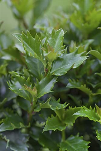 Ilex meserveae 'Little Rascal' 25-30 cm – Winterhart, Immergrün, Pflegeleicht – Stechpalme – Zierstrauch für Kübel & Beete