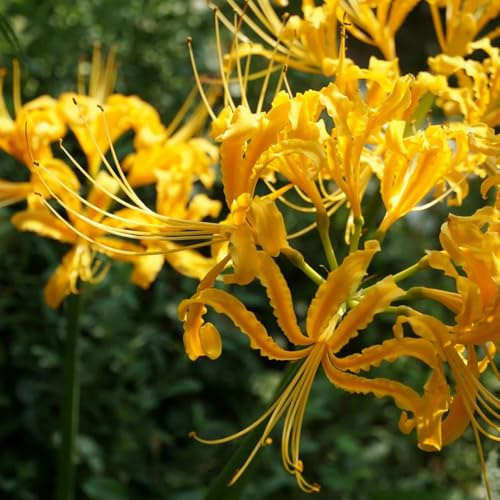 bulbos Lirio araña - Lycoris radiata de primavera jardín de macizo silvestres balcón jardín del balcón bulbo Camas elevadas para el 2pcs