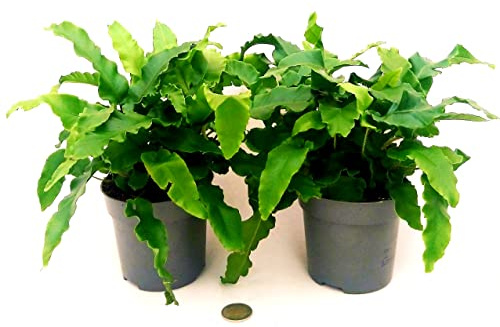 POWERS TO FLOWERS - ASPLENIUM SCOLOPENDRUM VASO 12CM, 2 PIANTE, FELCE DA ESTERNO pianta vera