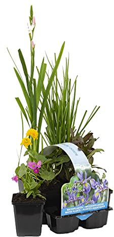 Bloomique - Set di 6 - Piante da Stagno Fiorite - Achillea, Caltha, Lobelia, Lysimachia, Mazus, Schizostylis - Zona 1-2 - Alte 15-25 cm - Vaso 9 cm