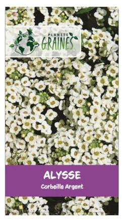 graines alysse maritime corbeille argent 0,1 grammes soit environ 250 graines - Alyssum maritimum - TAPIS DE NEIGE