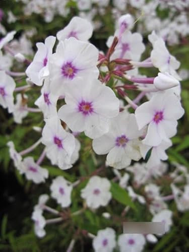 Phlox maculata Reine de Jour - Flammenblume Verpackungseinheit 5
