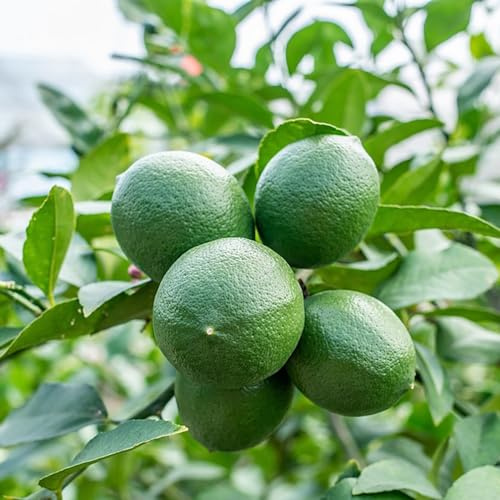 semillas de limonero, semillas de exóticas resistentes para jardín, resistentes al 220pcs