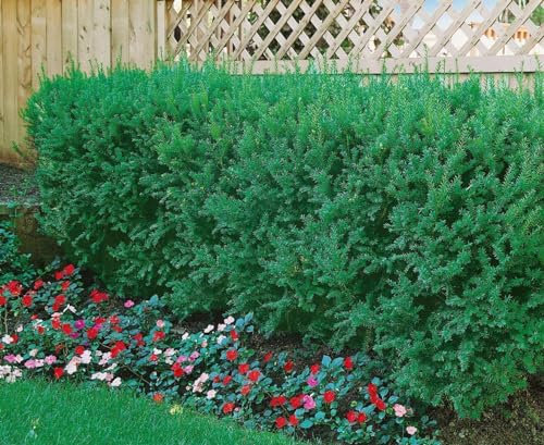 Taxus cuspidata 100–125 cm – Immergrün, Winterhart, Pflegeleicht – Japanische Eibe – Heckenpflanze & Formgehölz für Garten & Sichtschutz