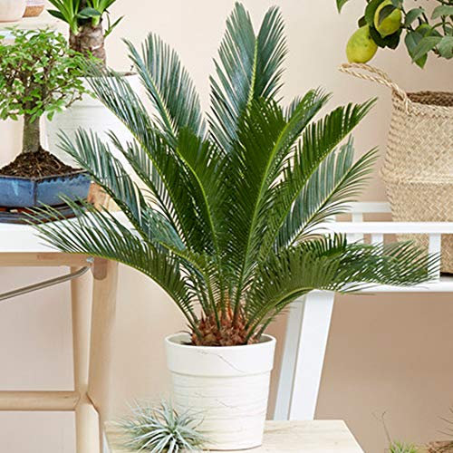 Cycas Revoluta Pianta per Interni | Ideale per Casa o Ufficio | 30-40 cm