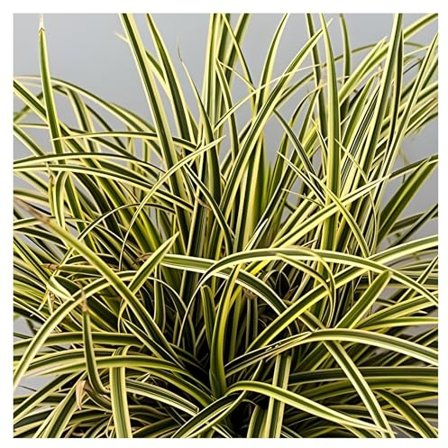 Stauden Gänge 10 x Carex morrowii 'Vanilla Ice' Bunte Japan Segge | Buntes Ziergras für Sonne bis Schatten, Blüte April bis Juni, mehrjährig, 1 L Topf (11x11 cm)