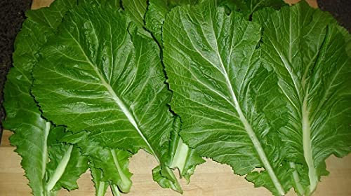 Plentree Senape * Florida latifoglie * Alto contenuto di vitamina * 200 * Seeds Tender costola:Seeds