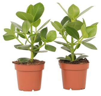 Plant in a Box - Clusia rosea Princess - 2er Set - Luftreinigende Zimmerpflanzen - Topf 12cm - Höhe 25-35cm
