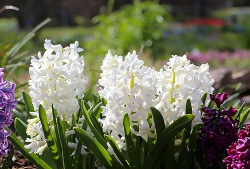 5 Bulbi di Giacinto Bianco Carnegie, Dimensione 15/16 cm, Fioritura Primaverile, Bulbi autunnali, spedito da Italia, MY PLANTIS