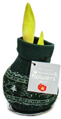 exotenherz Amaryllis-Zwiebel in der Norweger-Socke Ritterstern Die originelle Geschenk-Idee grün