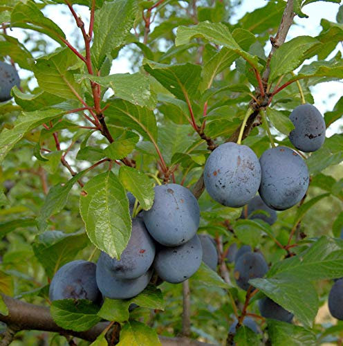 Pflaume The Czar 60-80cm - Prunus domestica - lebende Gartenpflanze aus den Baumschulen