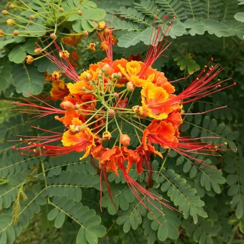 semillas de pavo real resistente, para exterior Decoración salón jardín para invernaderos, balcón 35pcs