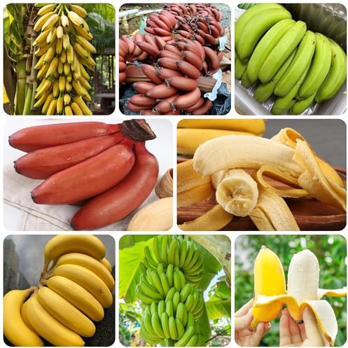semillas de plátano de plátano, resistentes para jardín resistentes del plátano, fresca, decoración salón 65pcs