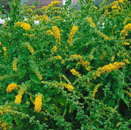 Solidago caesia 9x9 cm Topf – Winterhart, Mehrjährig, Pflegeleicht – Kranz-Goldrute – Staude für Beet & Naturgarten