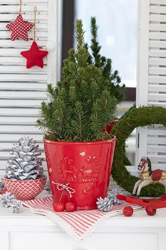 PFLANZHITS Ihr Pflanzenpartner 1st. Zuckerhut-Fichte Picea glauca ‘Conica’ 60cm – Perfekte Deko für die Weihnachtszeit