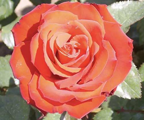 'My Valentine' Potted Rose - Stunning Rich Red Blooms - Hybrid Tea Rose - Lovely Gift Idea