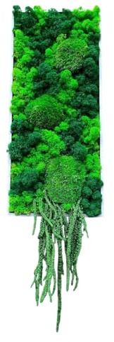 Gedankenwunder Manufaktur Moosbild mit Ranke, Ball-, Rentiermoos Rechteck Islandmoos