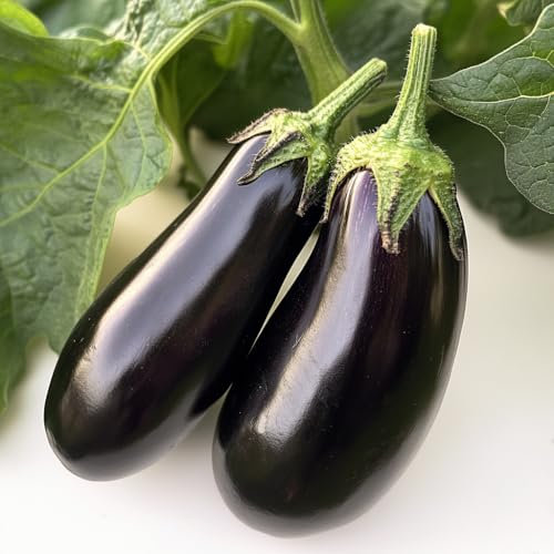 60 Semi di Melanzane Black Beauty - SemiSelvaggio Permacultura