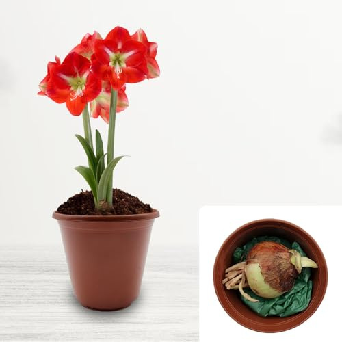 Amaryllis Hippeastrum Coffret cadeau avec pot et compost – Cultivé pour les conditions climatiques britanniques – Comprend un pot en plastique et un terreau (1 x rayé)