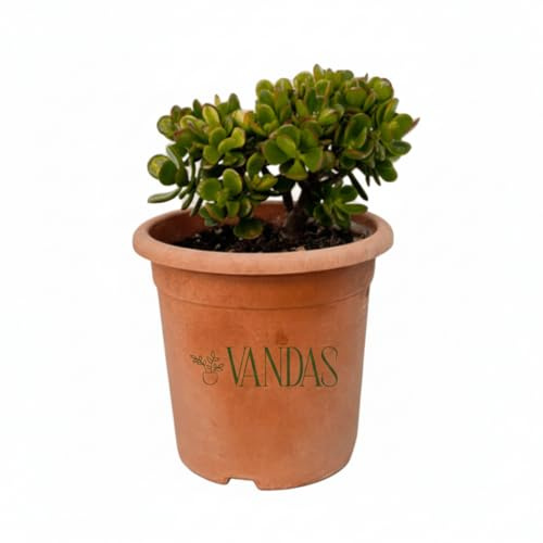 Vandas Crassula Ovata – Pianta Grassa da Interno 25 cm, Vaso Diametro 14 cm | Foglie Carnose e Resistenti | Facile Cura | Made in Italy