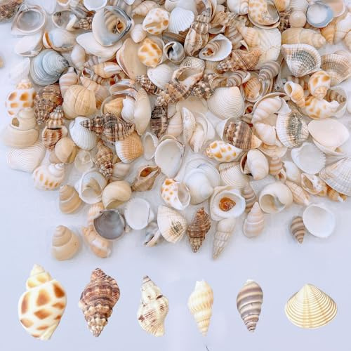 1300 Stück Mini-Muscheln, Gemischt, 20 Arten Winziger Muscheln, Lose zum Basteln, Natürliche Strandmuscheln, DIY-Strand-Mottoparty, Kerzendekor, Hochzeitsfischbecken